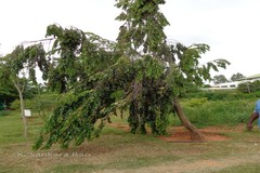 Pterospermum rubiginosum